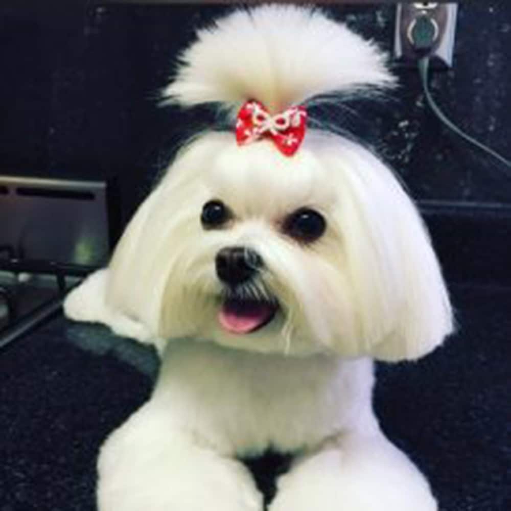 Mobile Dog grooming service in Orange County, CA - 90624
