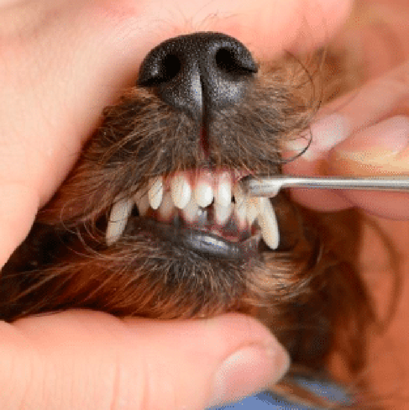 Dog Teeth Clean