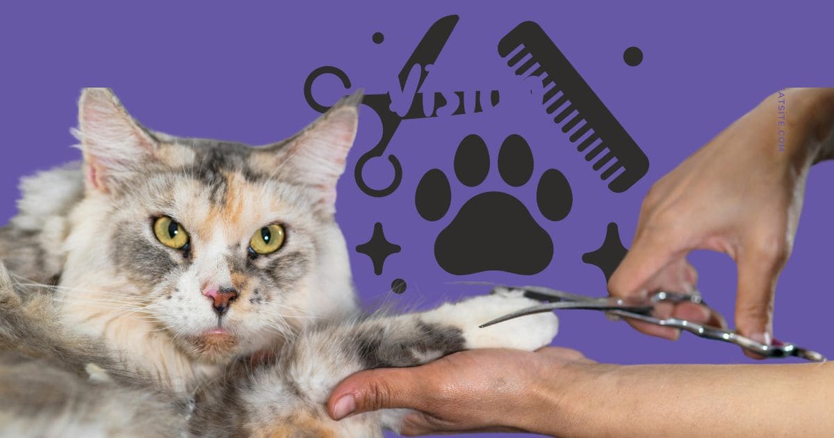 Cat Grooming Culver City