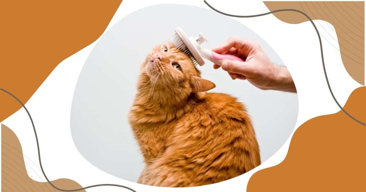 Culver City Cat Grooming