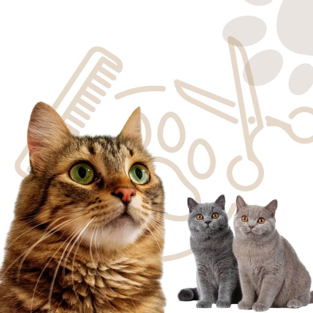 Mobile Cat Grooming Santa Monica