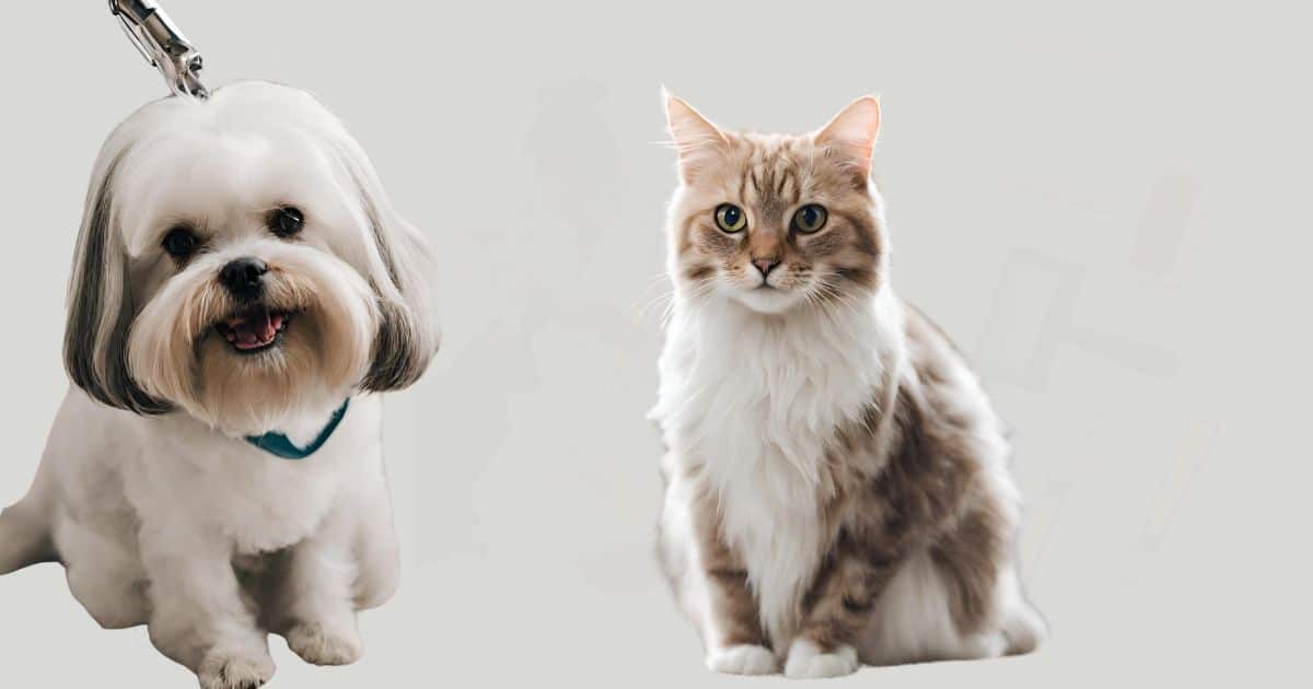 Mobile pet grooming Beverly crest, Beverly Crest