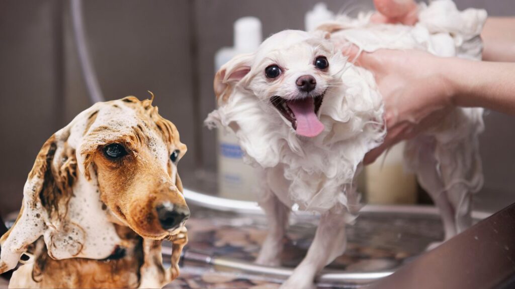 dog grooming pacific palisades