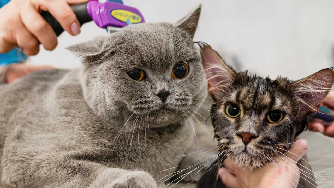 Best Mobile Cat Grooming Brentwood Ca Photo Inspiration