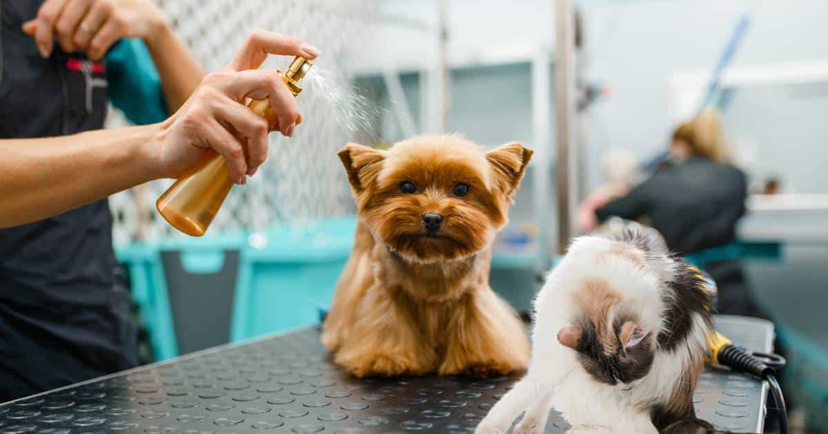 Cat and dog grooming guide