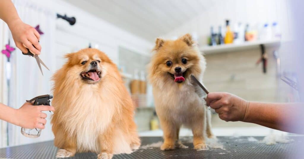 Grooming for Dogs at home