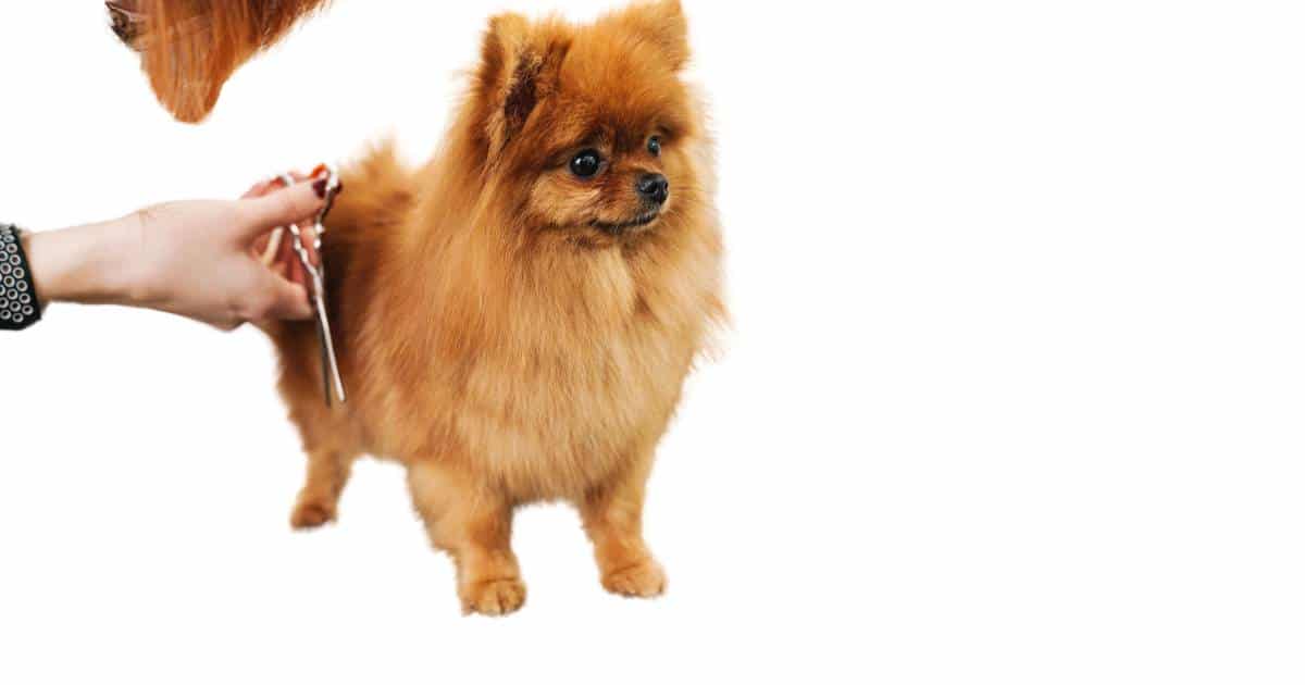 Mobile grooming for dogs at home