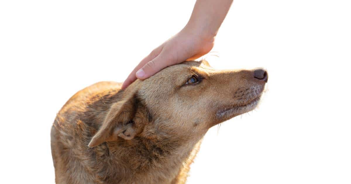 Tips-to-Keep-Your-Dogs-Head-Still-While-Grooming