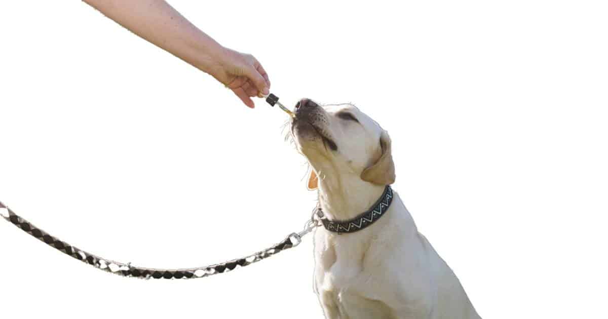 how do dog groomers keep dogs still