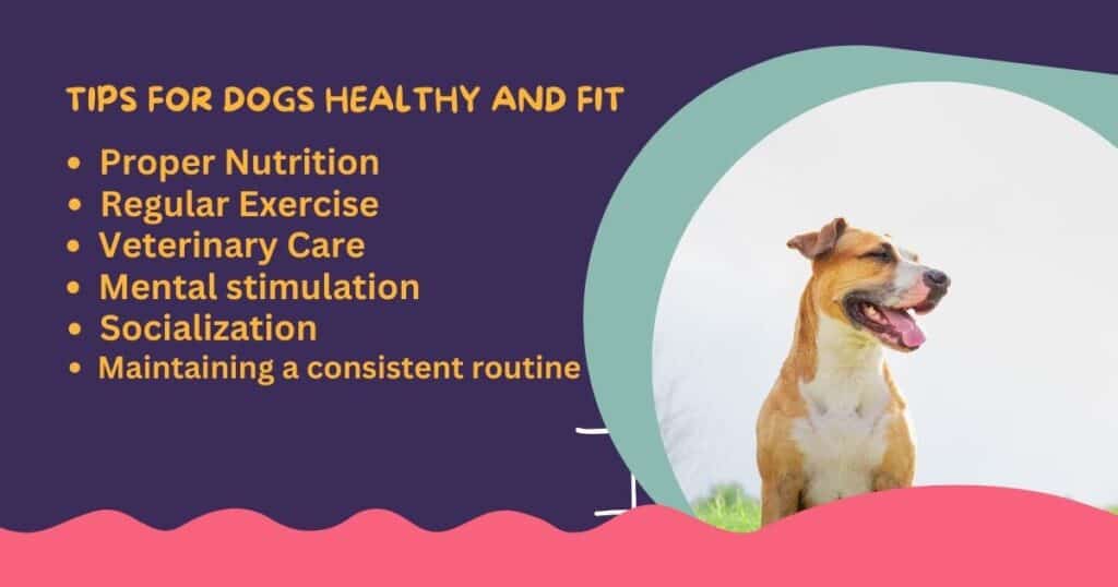 How-to-Keep-a-Dog-Healthy-and-Fit