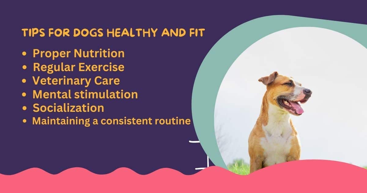 How-to-Keep-a-Dog-Healthy-and-Fit