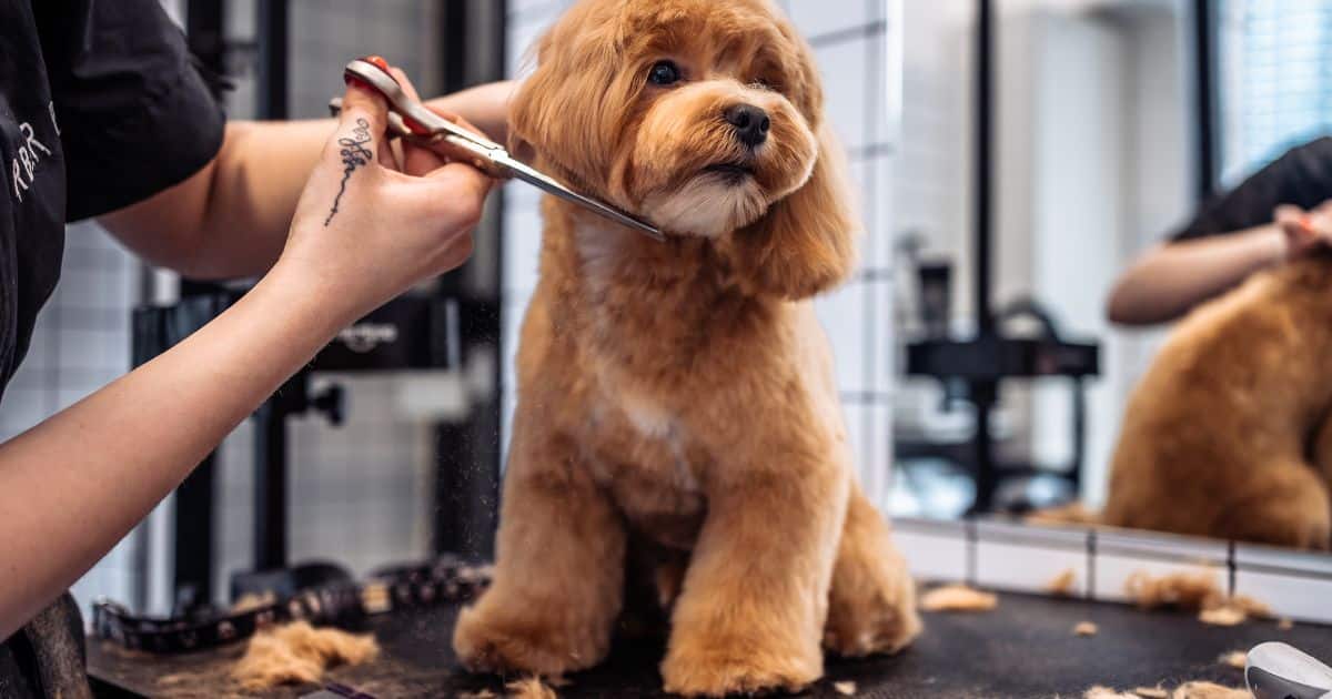 how to find a dog groomer in Orange County