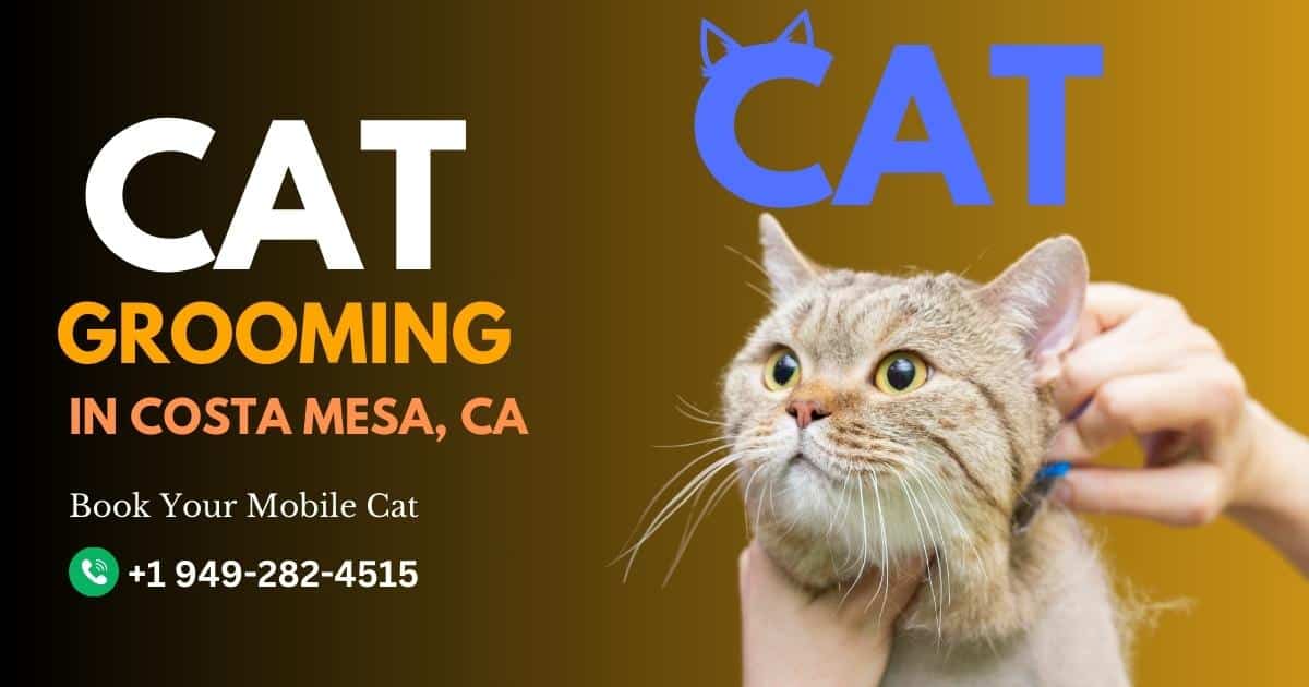 Cat Grooming Costa Mesa