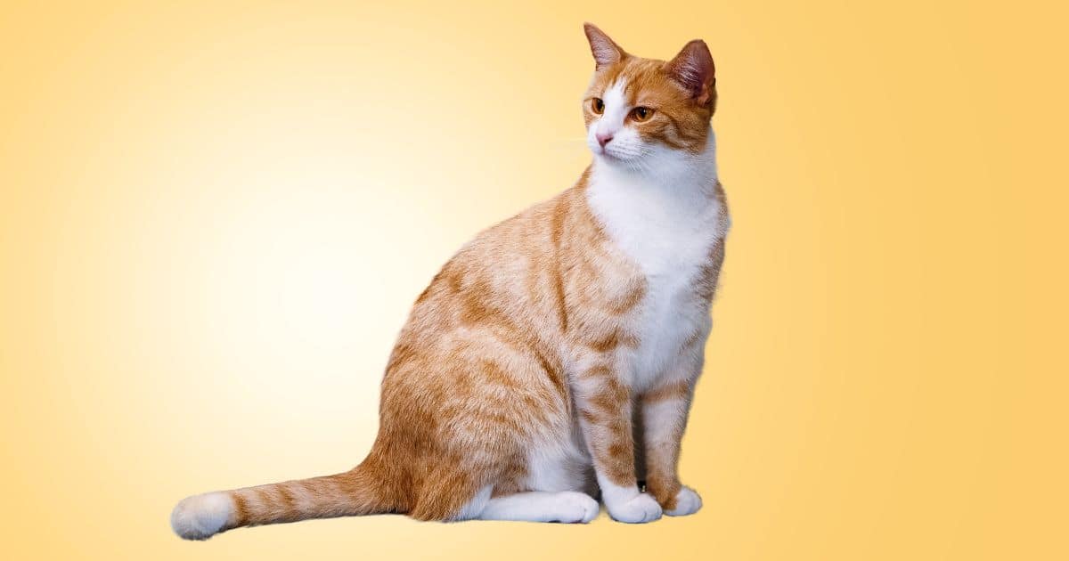 cat grooming Laguna Niguel