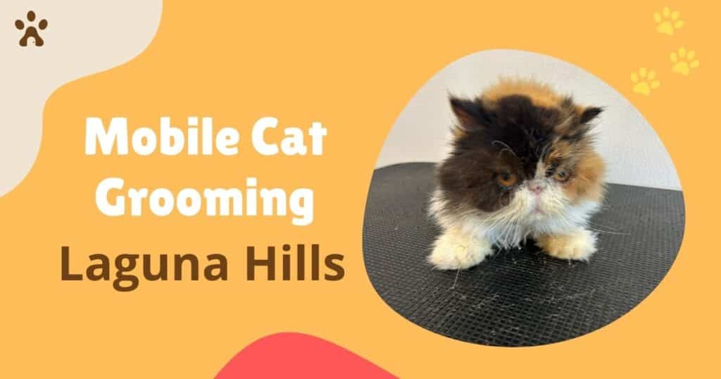 Mobile Cat Grooming in Laguna Hills