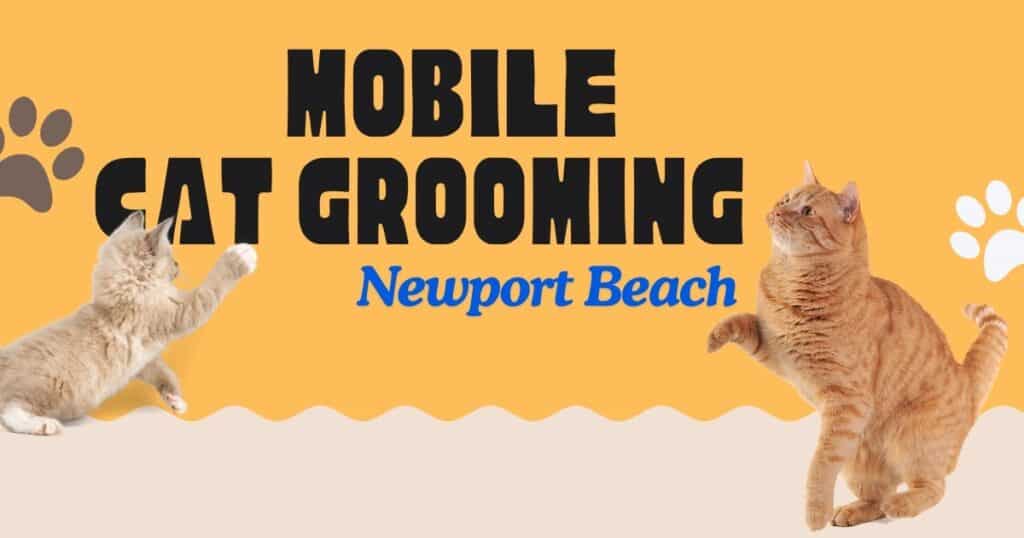 Mobile Cat Grooming in Newport Beach