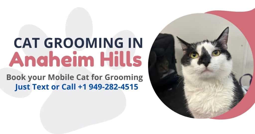 cat grooming in anaheim hills