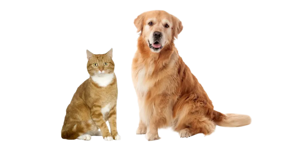 Mobile Pet Grooming Anaheim Hills Or Nearby Areas