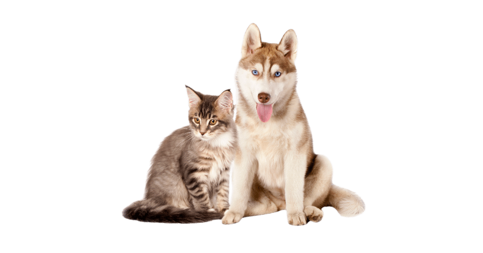 Mobile pet grooming Anaheim​ with dog and cat