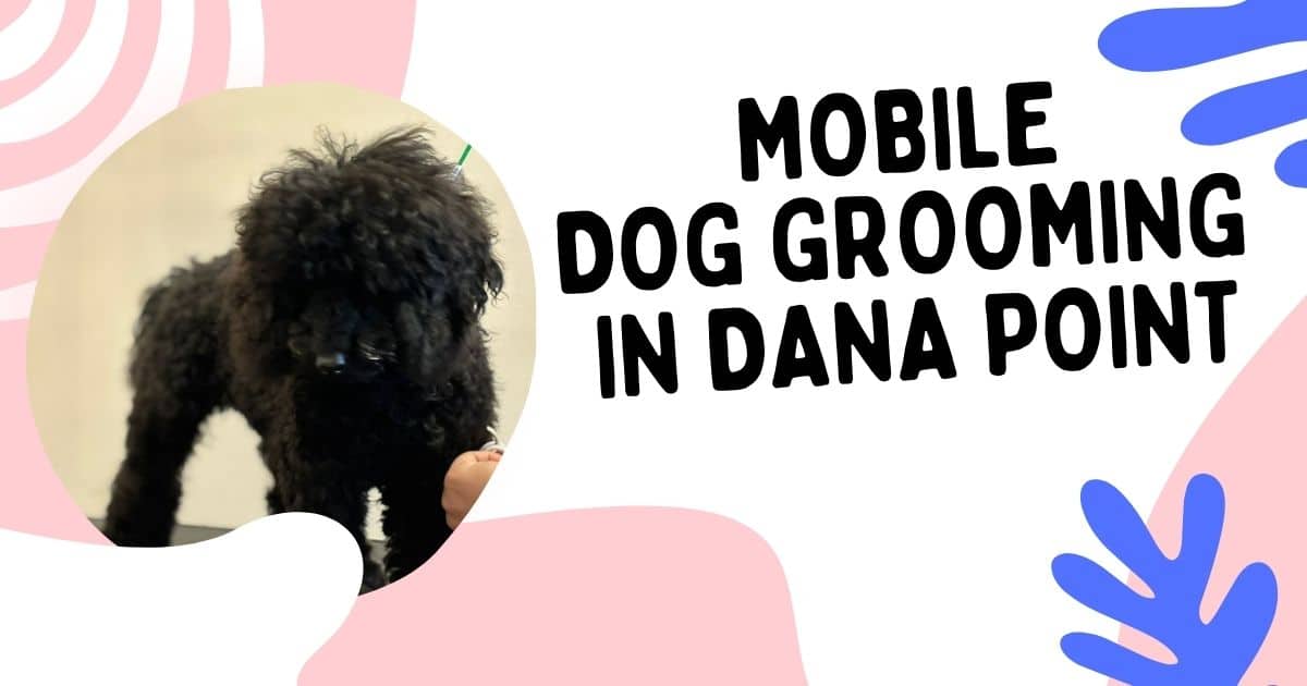 Dog Grooming Services in Dana Point, CA