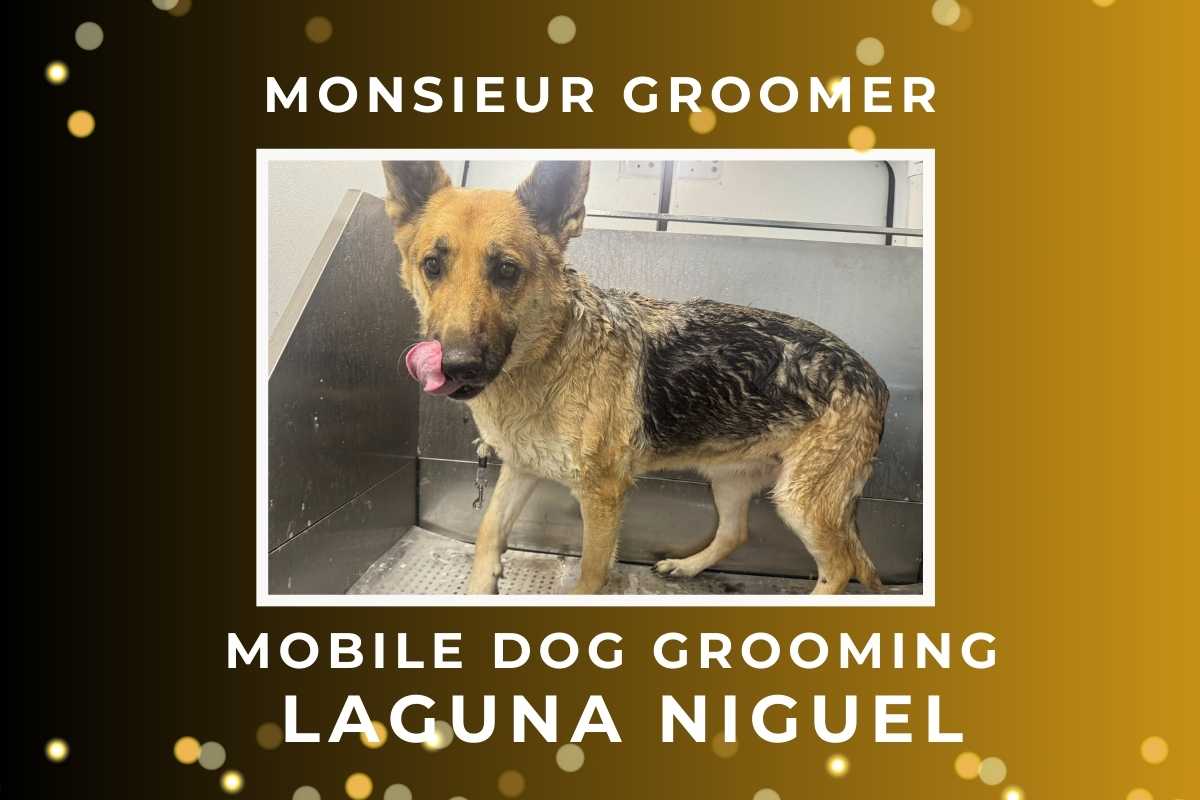 Mobile dog grooming Laguna Niguel. At home or office