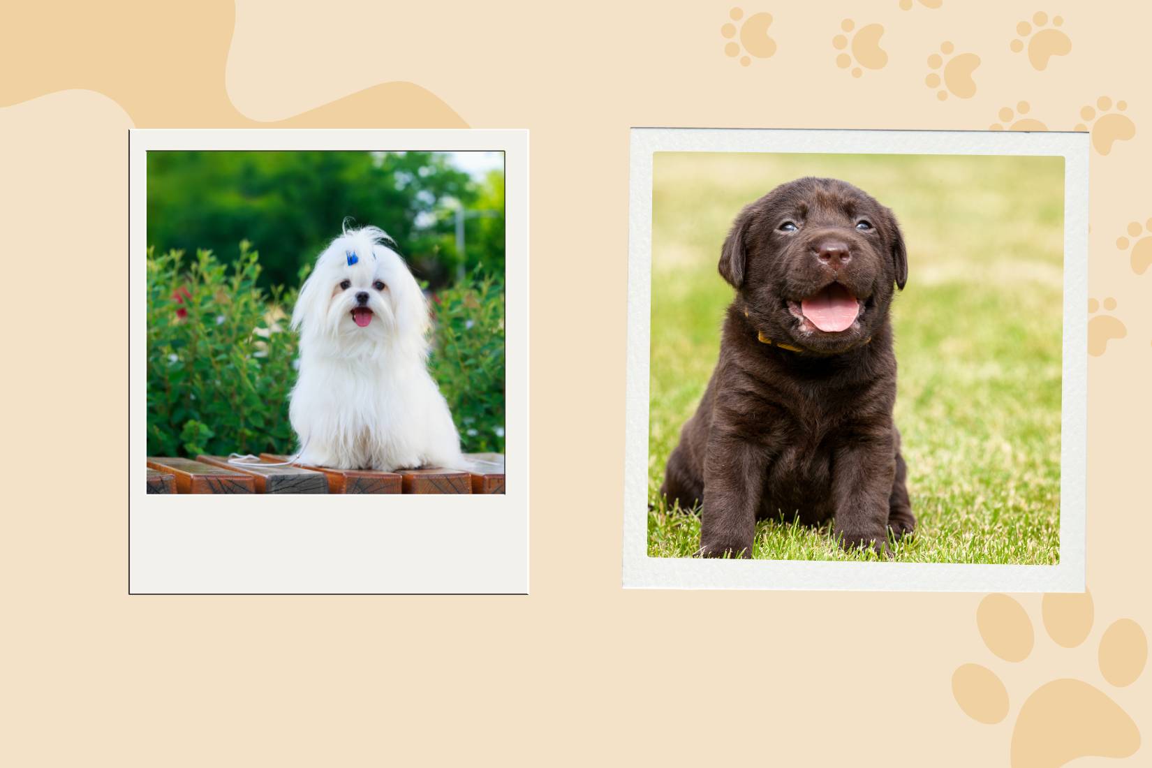 Mobile dog grooming Mission Viejo photos