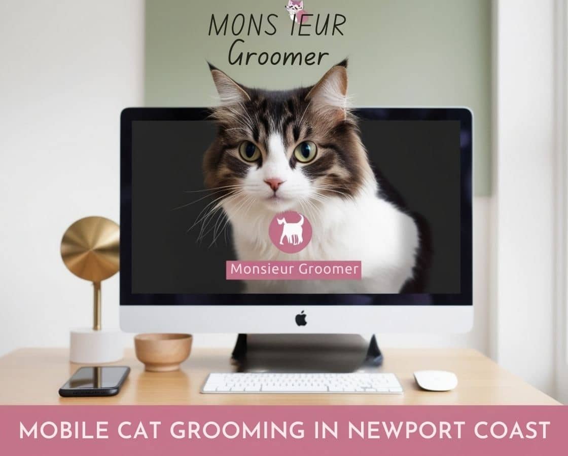 Monsieur Groomer Mobile Cat Grooming Newport Coast Ca or nearby areas at home or office